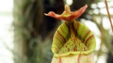 Making scents: The aromatic world of flowers