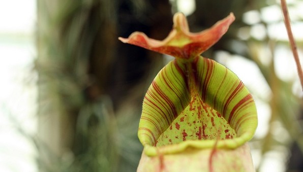 Making scents: The aromatic world of flowers