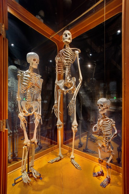 Mutter Museum Philadelphia