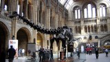 Sauropods turning heads