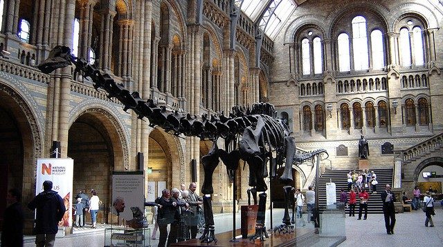Sauropods turning heads
