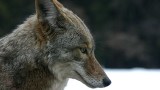 Coyote Portrait