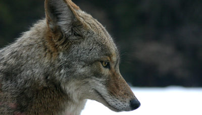 Historically a Great Plains predator, coyotes are now found in 49 states. They are hunted in 47. [Image Credit: Cristopher Bruno]