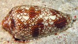 Mollusk medicine