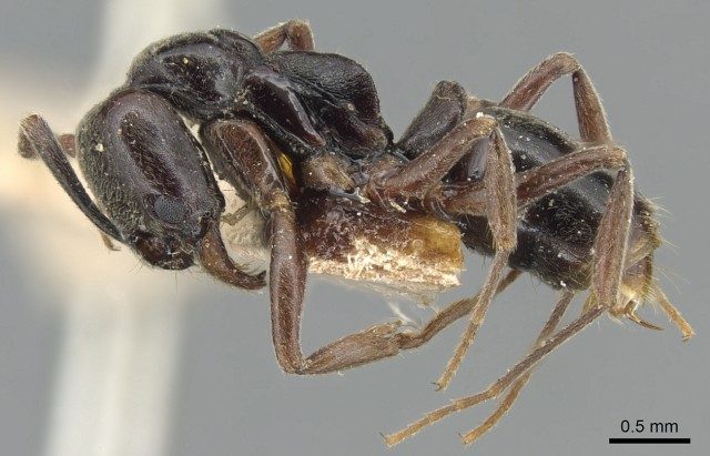 The Asian needle ant: Coming to a forest near you