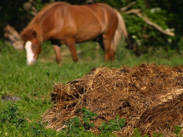New predictions of phosphorus shortage are cause for worry