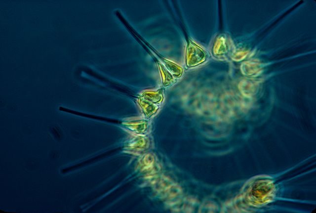 Plankton to the people