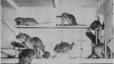 Amber Alliger’s guide to using a lab rat