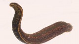 The return of the leech
