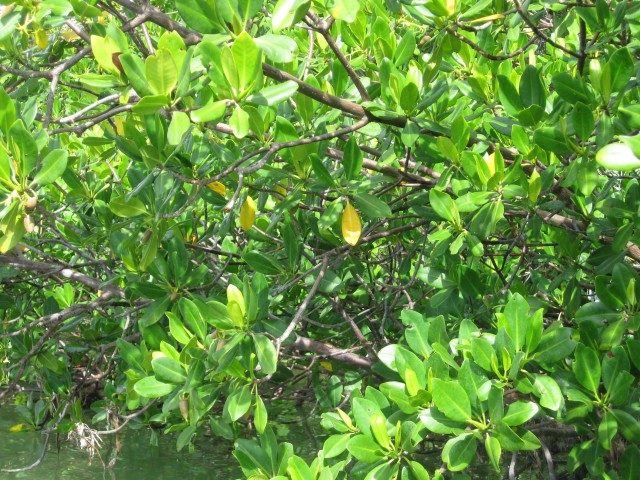On the ground: Florida's extraordinary mangroves
