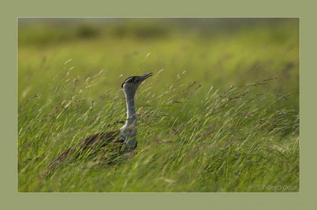 On the ground: Tracking the Great Indian Bustard
