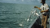 Tackling the overfishing problem