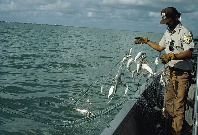 Tackling the overfishing problem