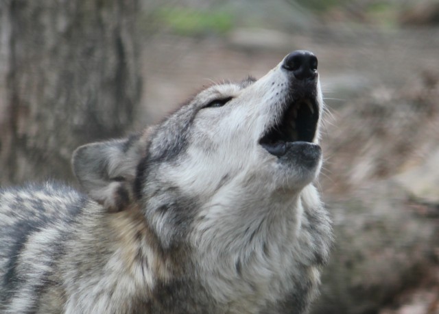 Op-ed: The wolf and I
