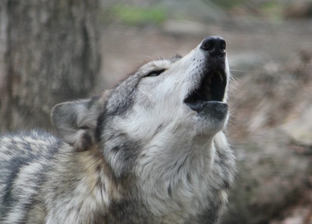 Op-ed: The wolf and I