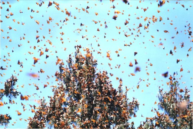 SNAPSHOT:Monarchs with big, bright wings arrive in Mexico first