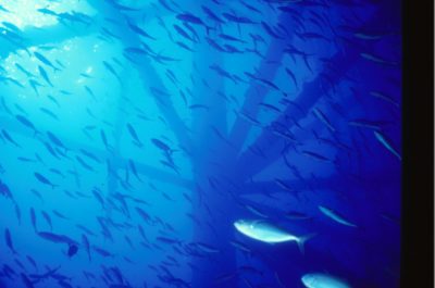 Hidden Wonders Below the Surface