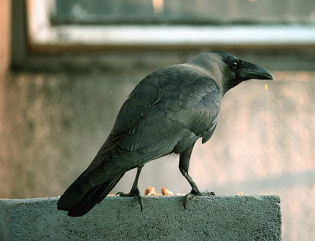 The New Caledonian Crow
