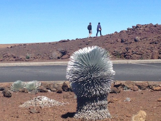 Atop a volcano, a rare plant meets its match