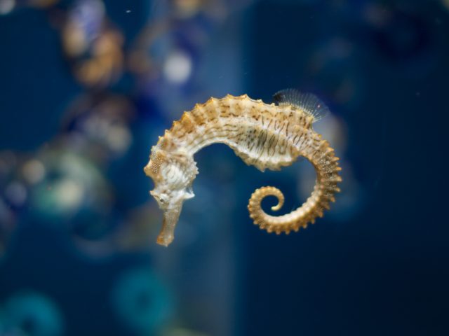 SNAPSHOT: Conserving the sea stallion