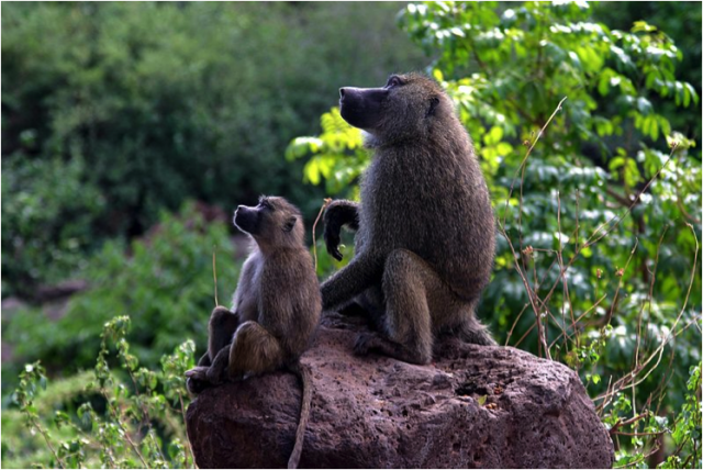 Scrappy males cut the mating line