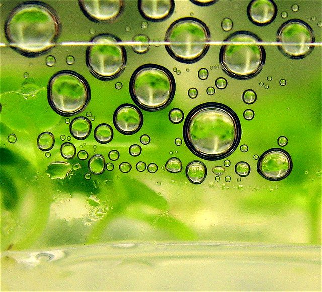Bacteria that can hold their liquor