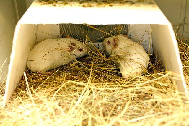 Love in the time of animal testing