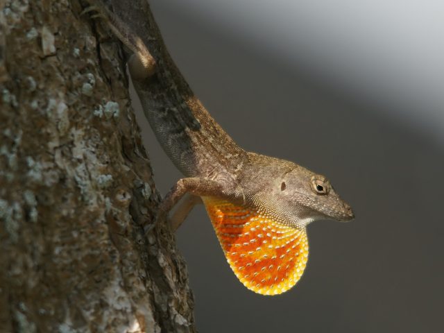 Tropical lizard might outrace climate change
