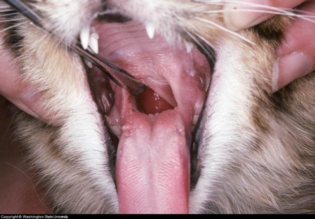 How often should I take my pet to the vet?