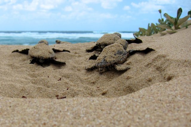Wet beaches drown sea turtles
