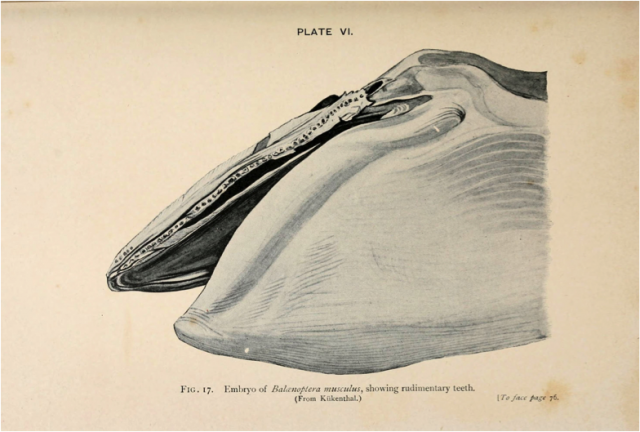 Whale of a toxic tale