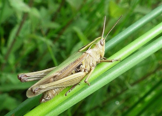 Jiminy cricket’s worst nightmare