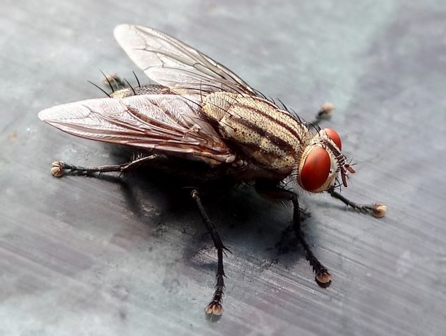 The fly — household pest, or environmental hero?