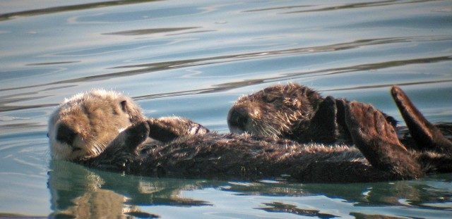 Otters get the flu, too