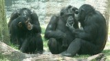 Origins of cooperation are still fair game