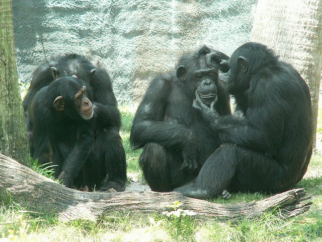 Origins of cooperation are still fair game