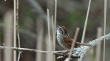Sparrow songs tune into context