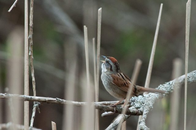 Sparrow songs tune into context