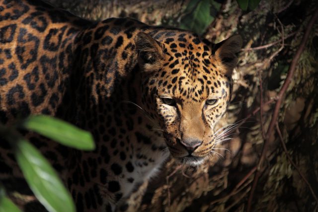 Preserving a safe passage for jaguars