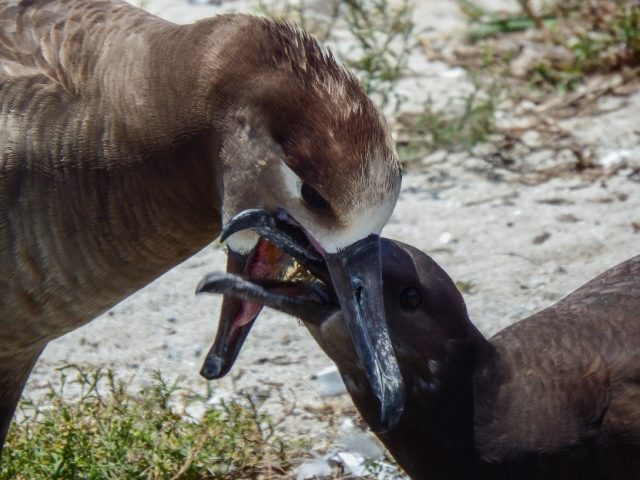 For Midway Atoll’s birds, plastic is the main dish