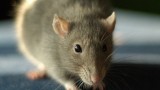 Do animals have consciousness?