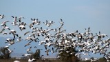 Avian cholera strikes geese