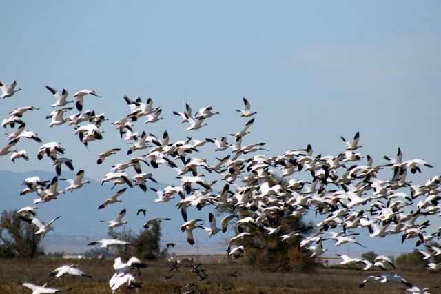 Avian cholera strikes geese