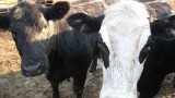 Keeping barnyard sludge under control