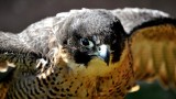 Peregrines move in upstairs