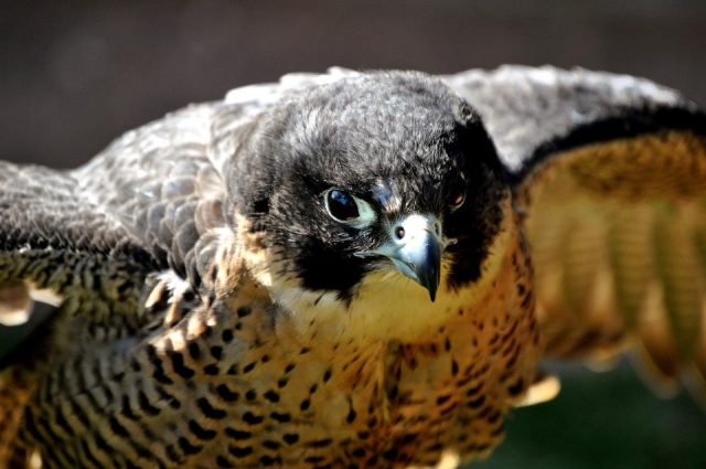 Peregrines move in upstairs