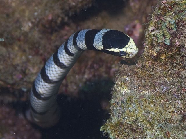 Zoltan Takacs’s venomous vision