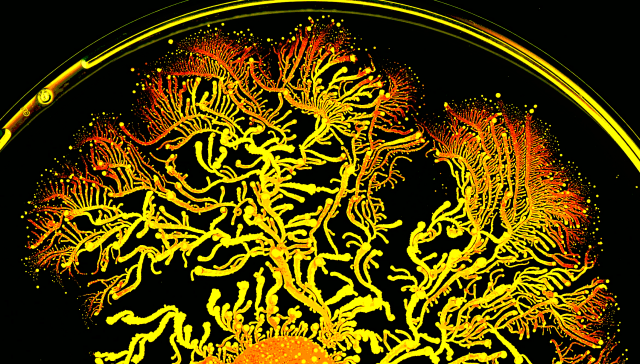 Ig Nobels fail to bring a key field to view