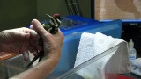 VIDEO: Caring for NYC's injured avians