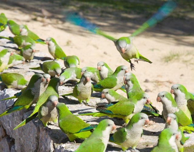 Pecking order for birdbrains